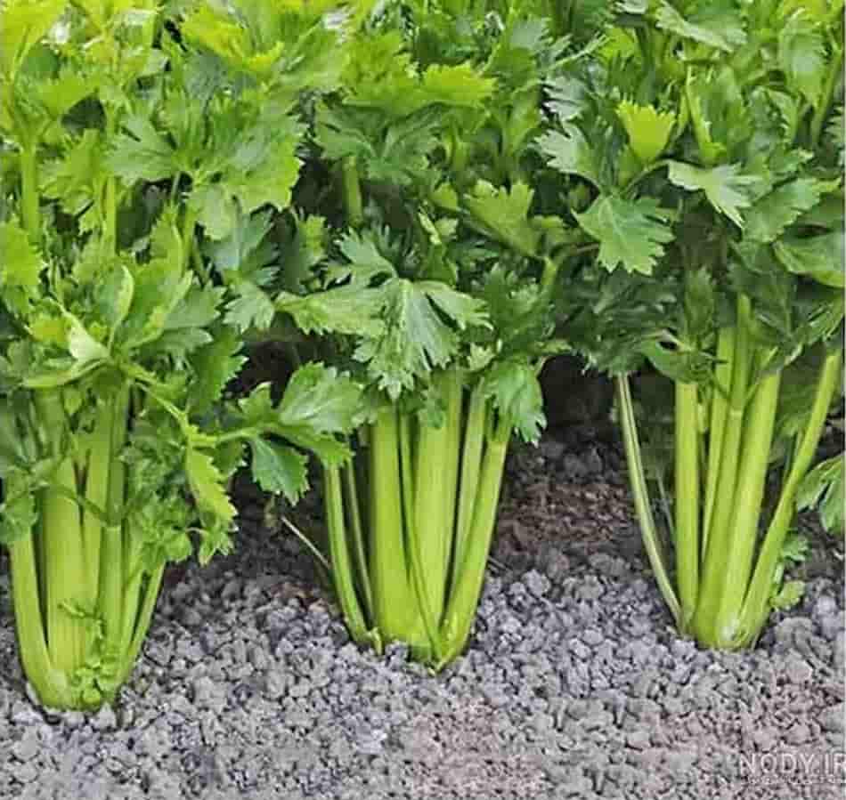 کرفس کوهی راین برداشت شده از مناطق مرتفع